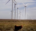 Bird friendly wind farm