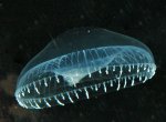 Jellyfish and solar power