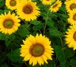 Sunflower solar tracking Sunflower solar tracking