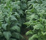 Solar cells from tobacco plants