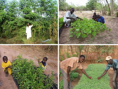 Tree planting in Senegal