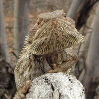 Bearded dragon