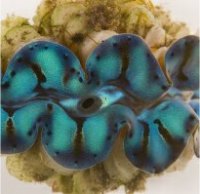 Giant clams utilise solar energy