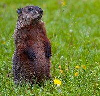 Renewable Energy Target - Groundhog Day