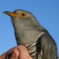 Cuckoos and solar power
