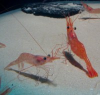 Shrimp solar cells