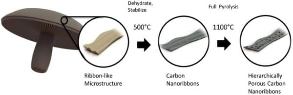 Portobello mushroom battery anode