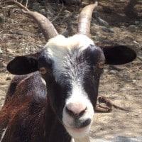 Goats and solar power