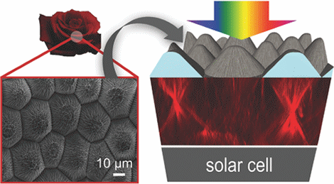 Rose petal structure boosts solar cell efficiency