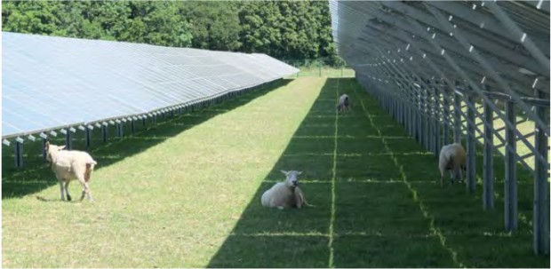 Sheep grazing beneath solar panels