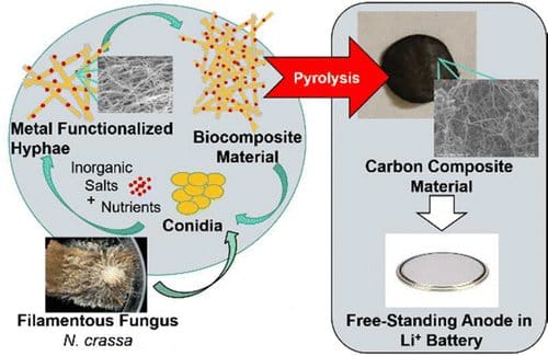 Battery electrodes from beer waste