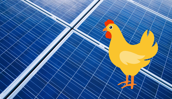 Chicken farms - solar panels