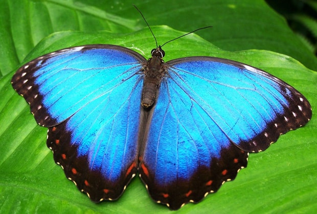 solar cell technology based on butterfly wings