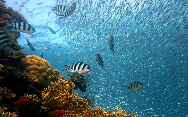 Great Barrier Reef affected by climate change inaction