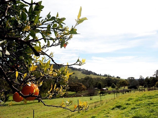 Key utilities in WA employ solar battery systems in remote areas.