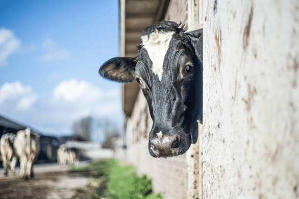 Virtual microgrid could allow Gippsland dairy farmers to trade energy via blockchain.