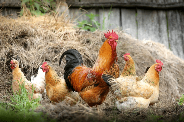 Baseload power source could be chicken feces