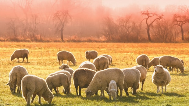 Sheep grazing in the Geelong area Sheep grazing in the Geelong area