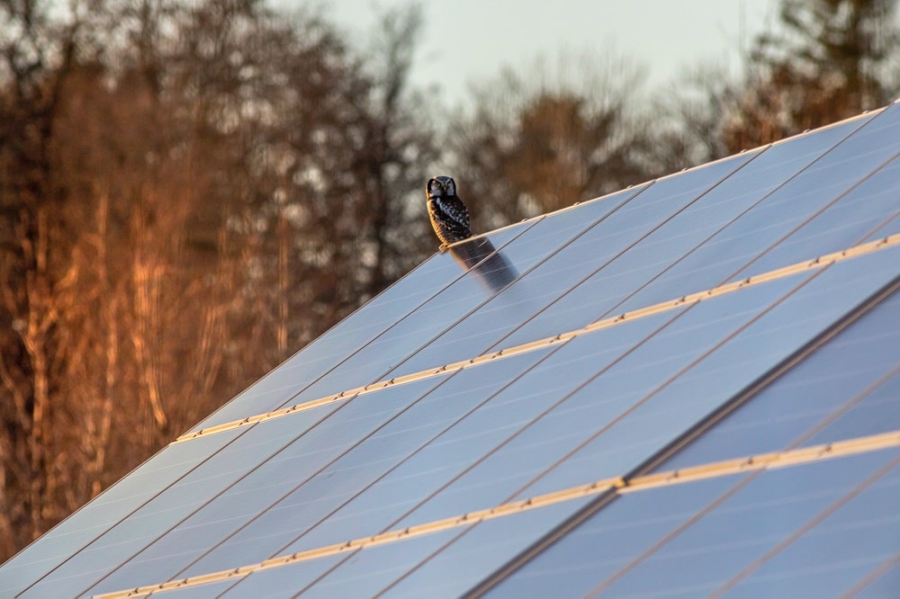 solar panel cleaning-bird dropping