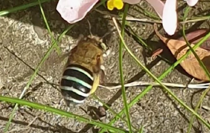 blue banded bee-biosolar