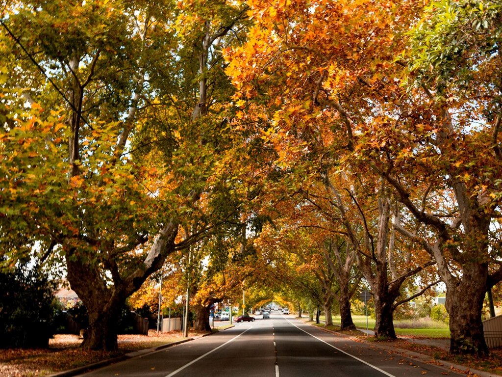 Bendigo VIC