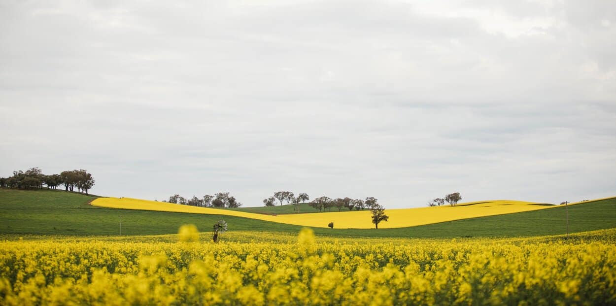 Cootamundra, NSW