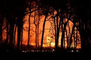 bushfires