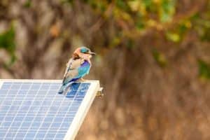 Bird Proofing Solar Panels