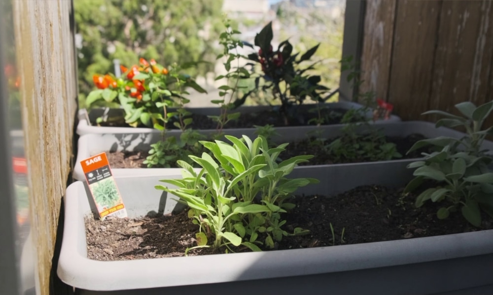 Sustainable gardening in a high rise