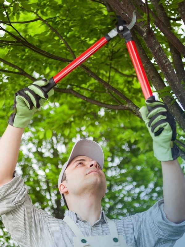 Pruning trees to modify home for solar