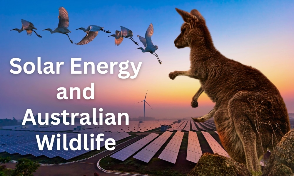 solar energy wildlife impact