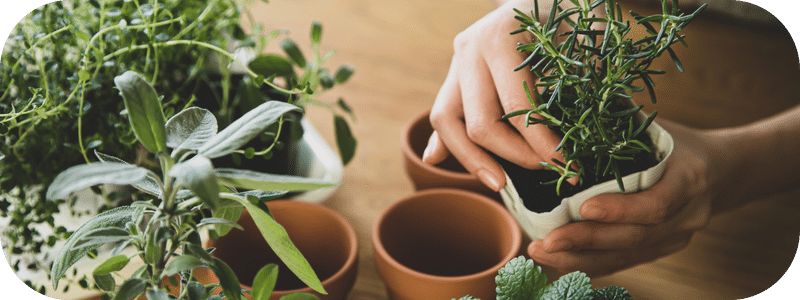 sustainable home gardening