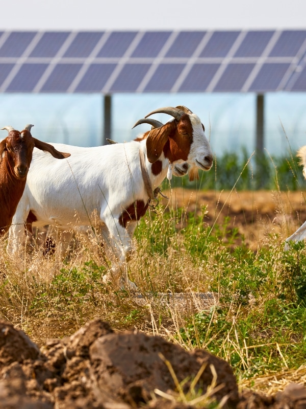 eco-friendly solar