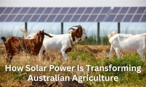 solar in agriculture