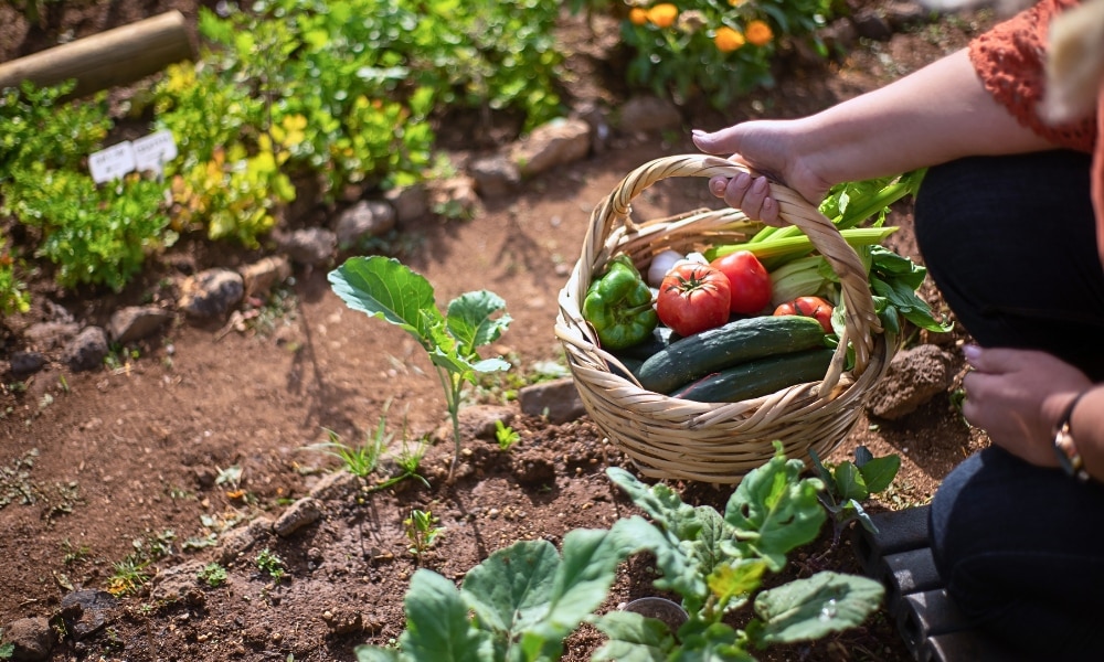sustainable home gardening
