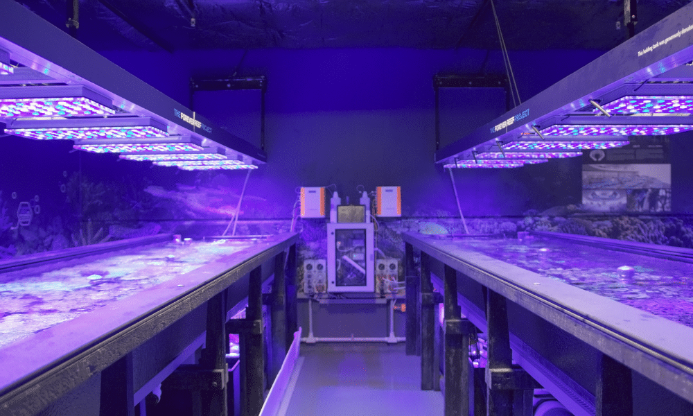 The Forever Reef Project energy needs