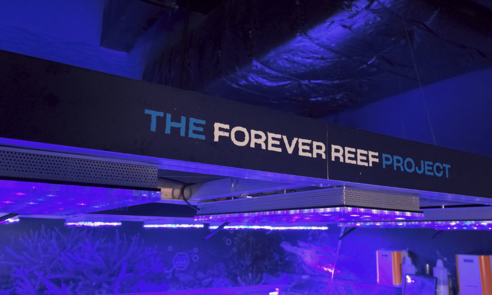 The Forever Reef Project