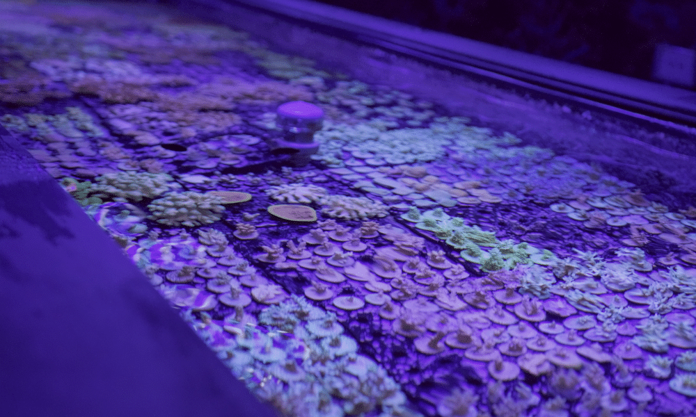 The coral in The Forever Reef Project's Biobank