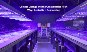 Climate Change and the Great Barrier Reef: Ways Australia is Responding