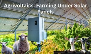 agrivoltaics Australia