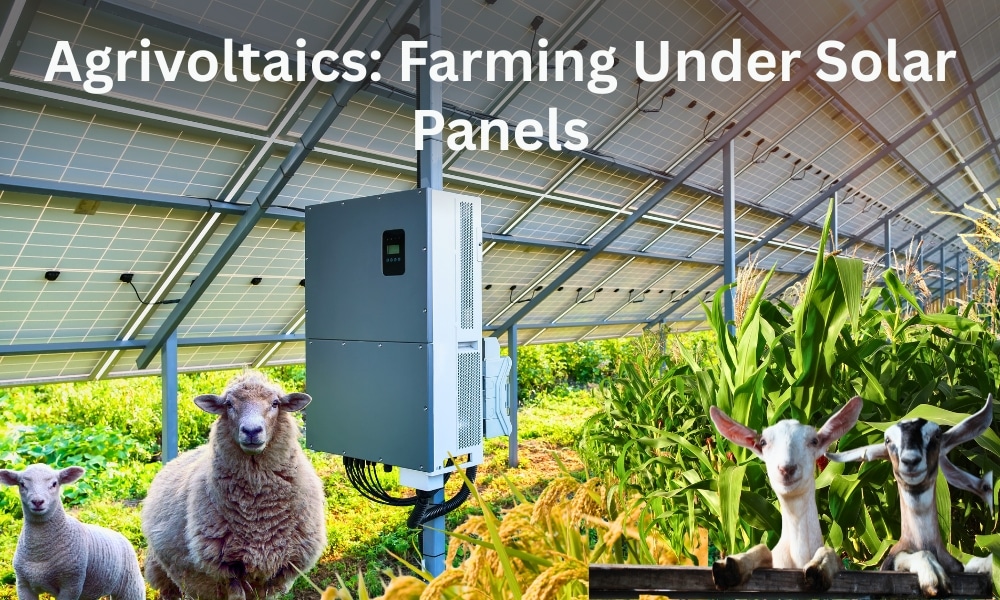agrivoltaics Australia