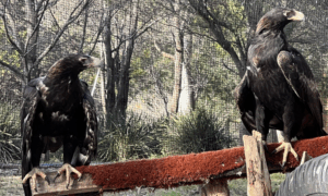 AIKO Raptor Refuge 4 AIKO Raptor Refuge